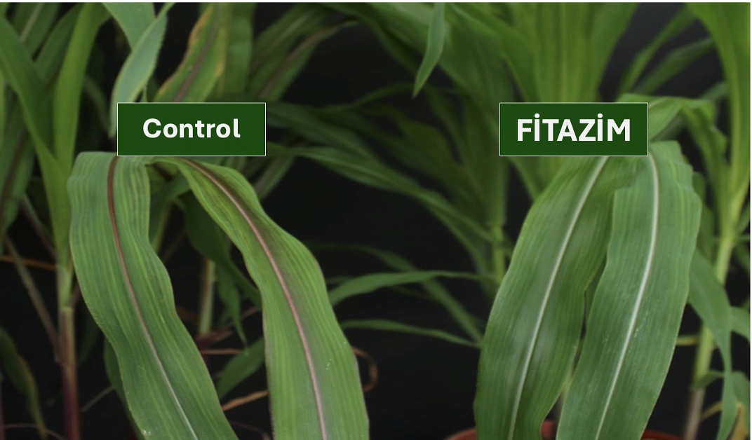 Control plants showing nutrient deficiency and stress